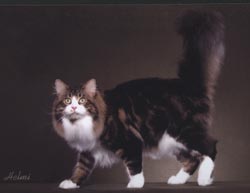 Second Best of Breed